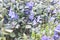 image shows some beautiful violet vinca minor flowers