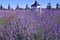The image shows a very beautiful view of a rich lavender field.