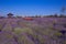 The image shows a very beautiful view of a rich lavender field.