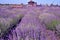 The image shows a very beautiful view of a rich lavender field.