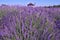 The image shows a very beautiful view of a rich lavender field.