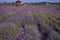The image shows a very beautiful view of a rich lavender field.