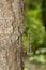 Image of siam giant stick insect on tree on nature background. I