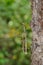 Image of siam giant stick insect on tree on nature background. I