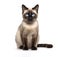 Image of a siamese or wichienmaat cat on clean background. Mammals. Pet. Animals