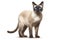 Image of a siamese or wichienmaat cat on clean background. Mammals. Pet. Animals