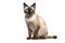 Image of a siamese or wichienmaat cat on clean background. Mammals. Pet. Animals