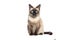 Image of a siamese or wichienmaat cat on clean background. Mammals. Pet. Animals