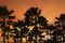 Image of silhouette palm trees on tropical summer golden twilight sky and clouds.