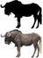 Image and silhouette of wildebeest.