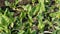 Image of Silverbeet field.  Silverbeet or Swiss chard growing in vegetable garden