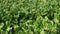 Image of Silverbeet field.  Silverbeet or Swiss chard growing in vegetable garden