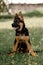 Image of a sitting German Shepherd puppy in a park