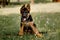 Image of a sitting German Shepherd puppy in a park