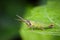 Image of Slant-faced or Gaudy Grasshopper on nature background.