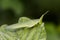 Image of Slant-faced or Gaudy grasshopper on nature background.