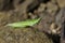 Image of Slant-faced or Gaudy grasshopper on the rocks.