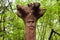 The image of the Slavic deity Veles carved from root of a tree on a neo-Pagan temple in the forest