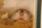 Image of sleep Djungarian hamster