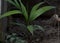 This is an image of small areca plant .