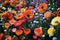 An image of a small, colorful garden of poppies, with various colors and sizes. Generative AI