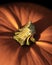 Image of a small, vibrant orange pumpkin