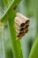 Image of a small wasp`s nest. Insect.