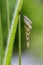 Image of a small wasp`s nest. Insect. Animal