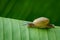 Image of snail on a green leaf. Reptile Animal