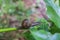 Image of a snail on a leaf