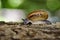 Image of snail on nature background. Reptile.