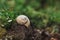 Image - Snail shell on the soil in forest with greenery on background on sunset with grass on background. Close up photo of Helix