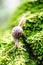 Image snail on the surface of old stump with moss in a natural e