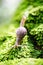 Image snail on the surface of old stump with moss in a natural e