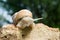 Image of snails closeup