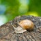 Image of snails closeup