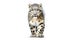 Image of snow leopard (Panthera uncia) on white background. Mammals. Wildlife Animals. Illustration, Generative AI