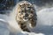 Image of snow leopard running in the mountains wood