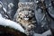 Image of snow leopard running in the mountains wood