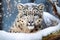 Image of snow leopard running in the mountains wood