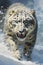 Image of snow leopard running in the mountains wood