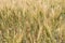 an image of some barley plants in the field ready to be planted