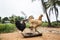 Image of some chickens in the open. Rural countryside farm of free chickens