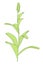 Image of sorghum plant