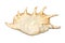 Image of spider conch seashell Lambis truncata on a white background. Sea shells. Undersea Animals