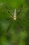 Image of Spider Nephila Maculata, Gaint Long-jawed Orb-weaver.