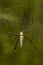 Image of Spider Nephila Maculata, Gaint Long-jawed Orb-weaver.