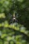 Image of Spider Nephila Maculata, Gaint Long-jawed Orb-weaver.