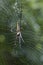 Image of Spider Nephila Maculata, Gaint Long-jawed Orb-weaver.