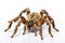 Image of spider tarantula on white background. Insect, Animals. Illustration, Generative AI